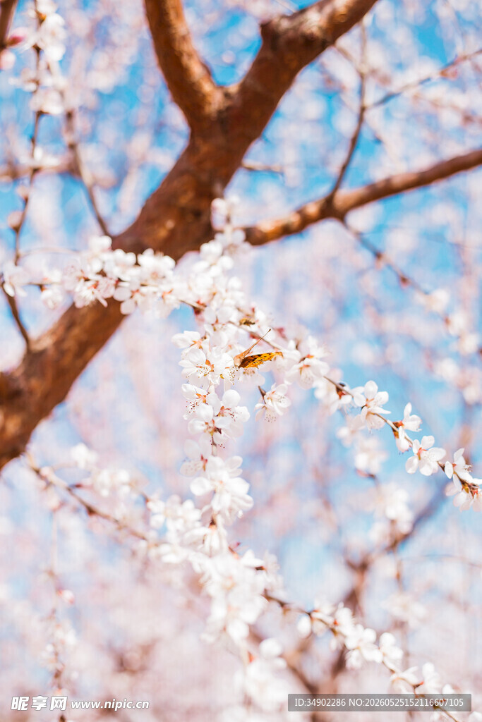 枝头繁花映蓝天