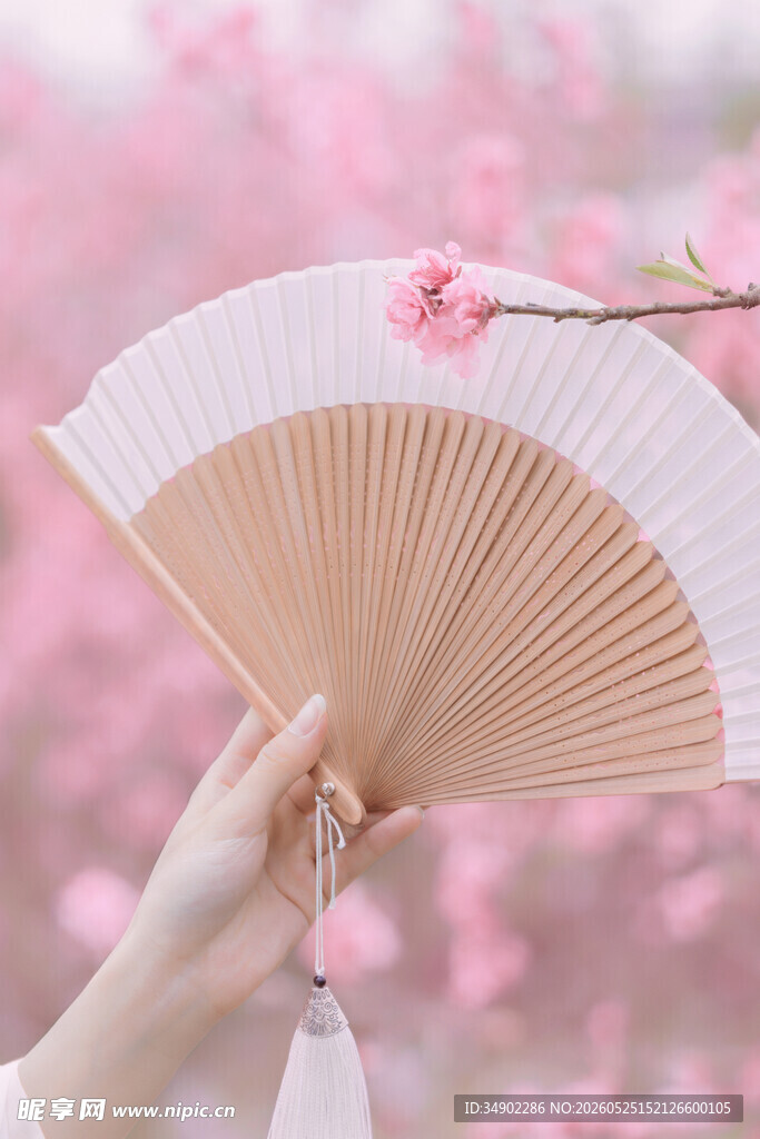 手持折扇赏烂漫粉花