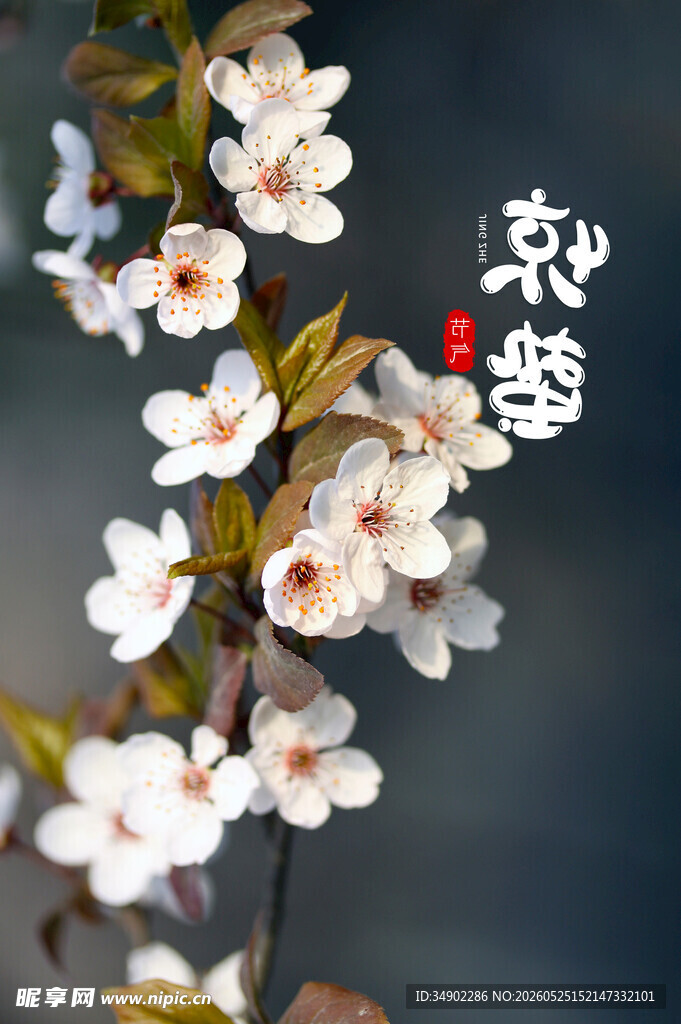 枝头白海棠