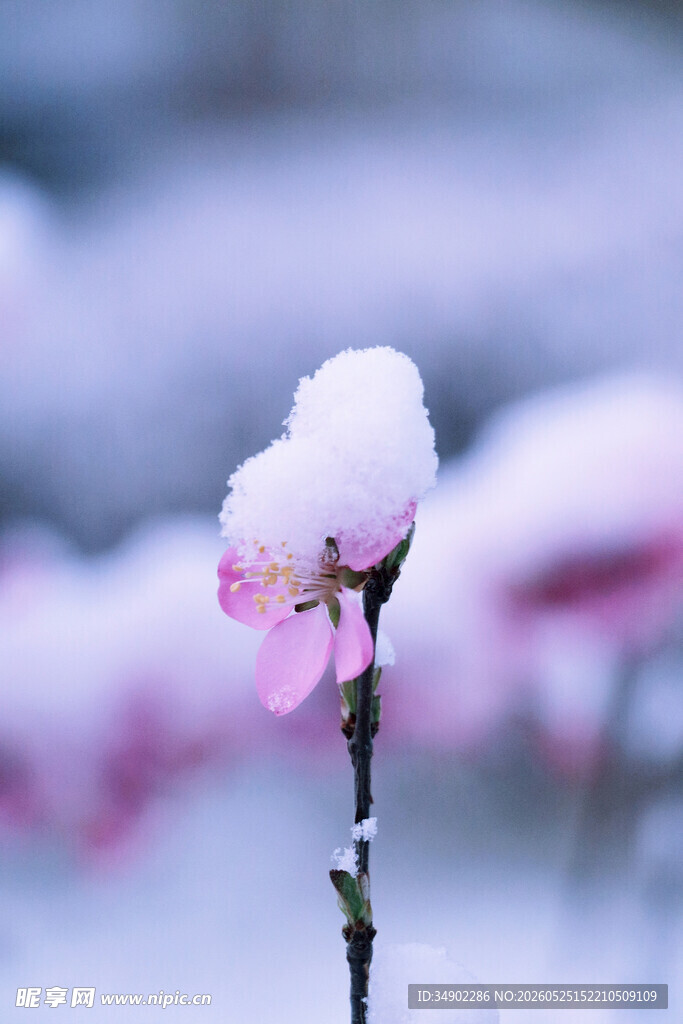 雪中绽放的粉嫩花朵