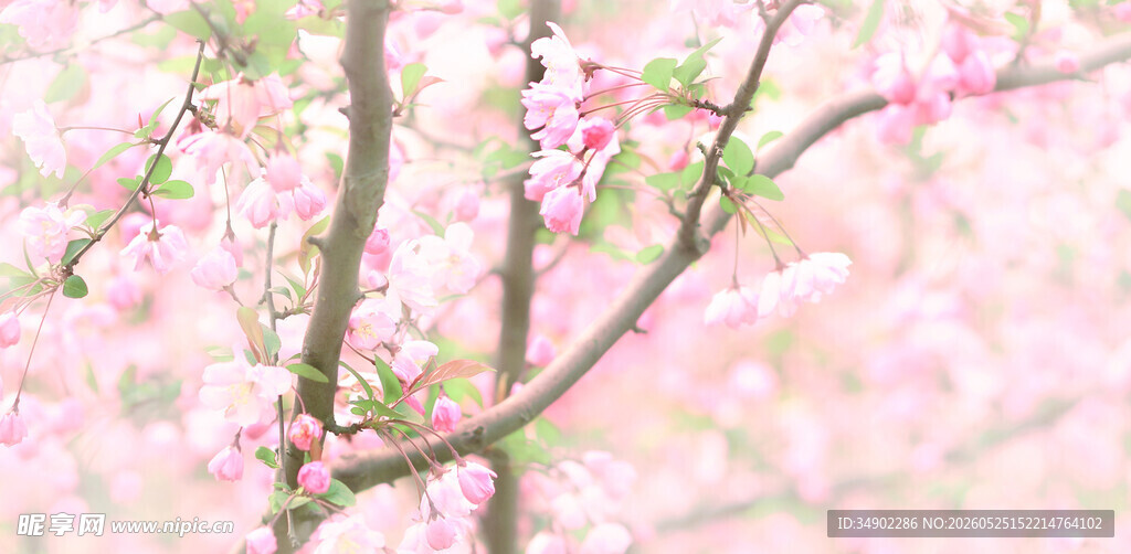 烂漫粉色桃花枝