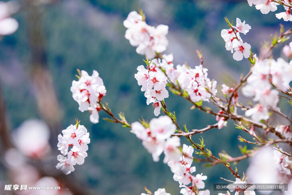 枝头绽放的粉嫩桃花