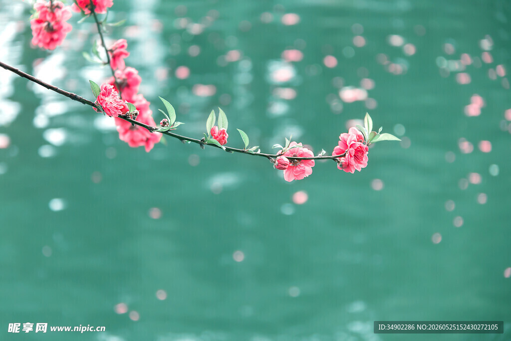 枝头桃花绽