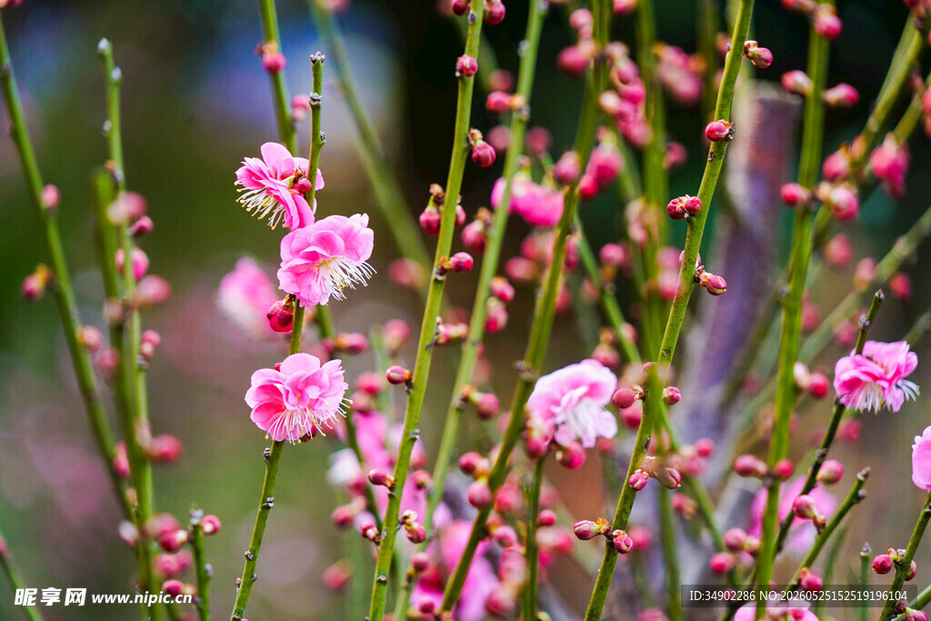 粉色烂漫花枝绽放