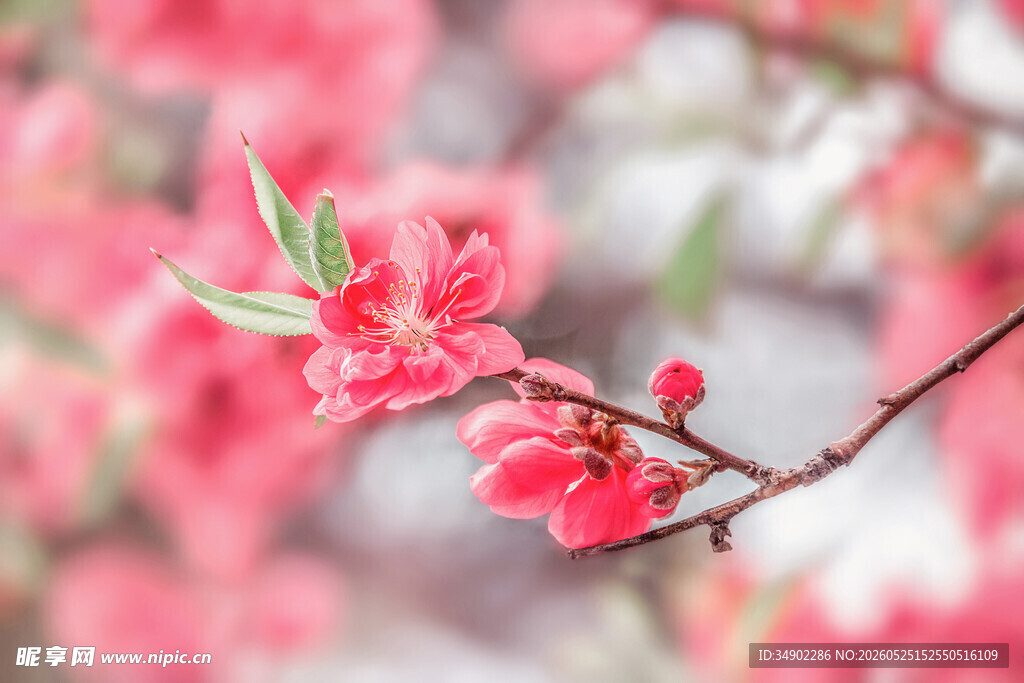 娇艳桃花枝