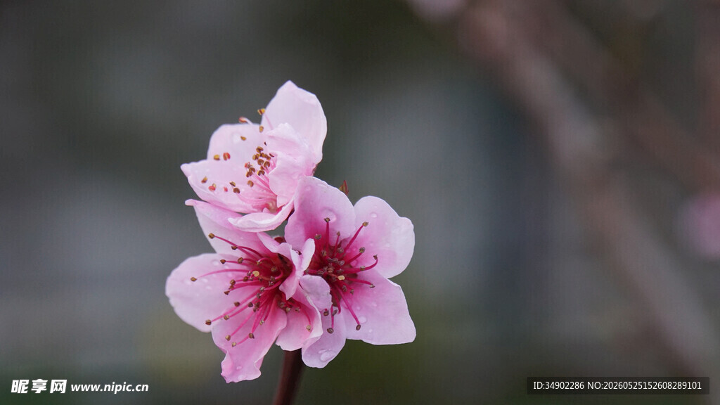 娇艳粉桃花特写