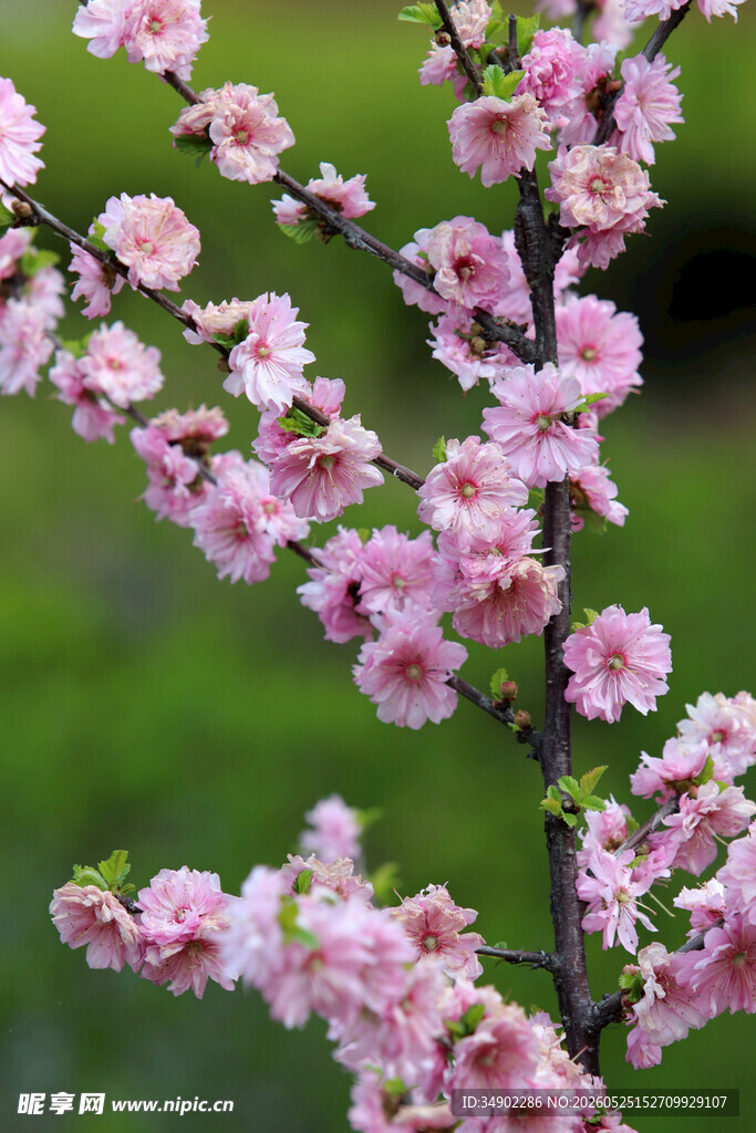 粉嫩桃花绽放枝头