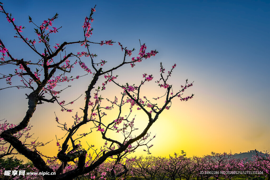 夕阳下的烂漫桃花树