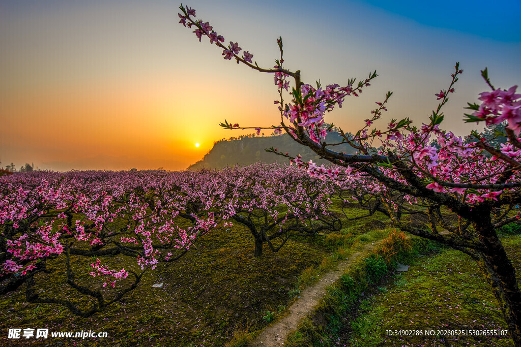夕阳下的烂漫桃林