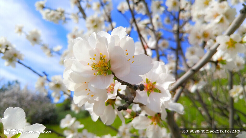 春日绽放的洁白花朵
