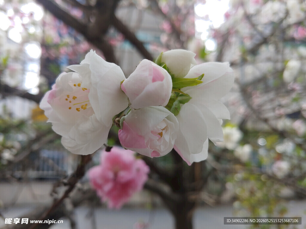 枝头绽放的粉嫩花朵