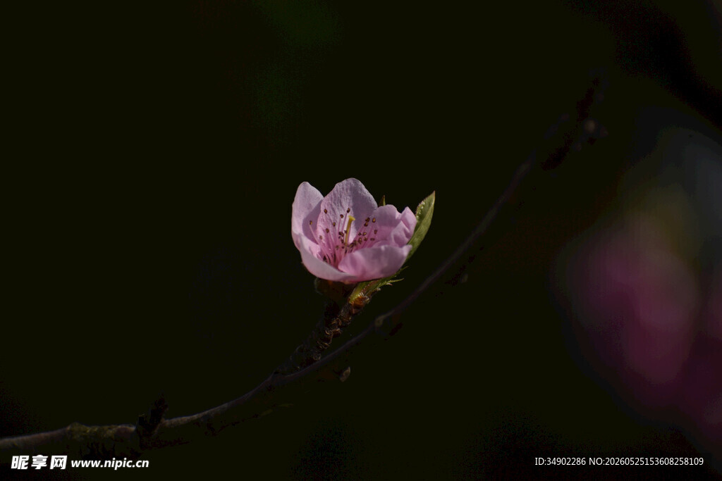 一枝娇艳的粉色桃花