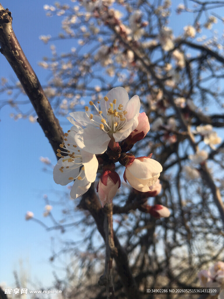 枝头绽放的春日杏花