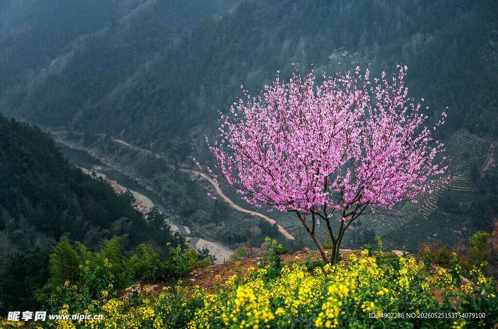 山间繁花绽放景色迷人