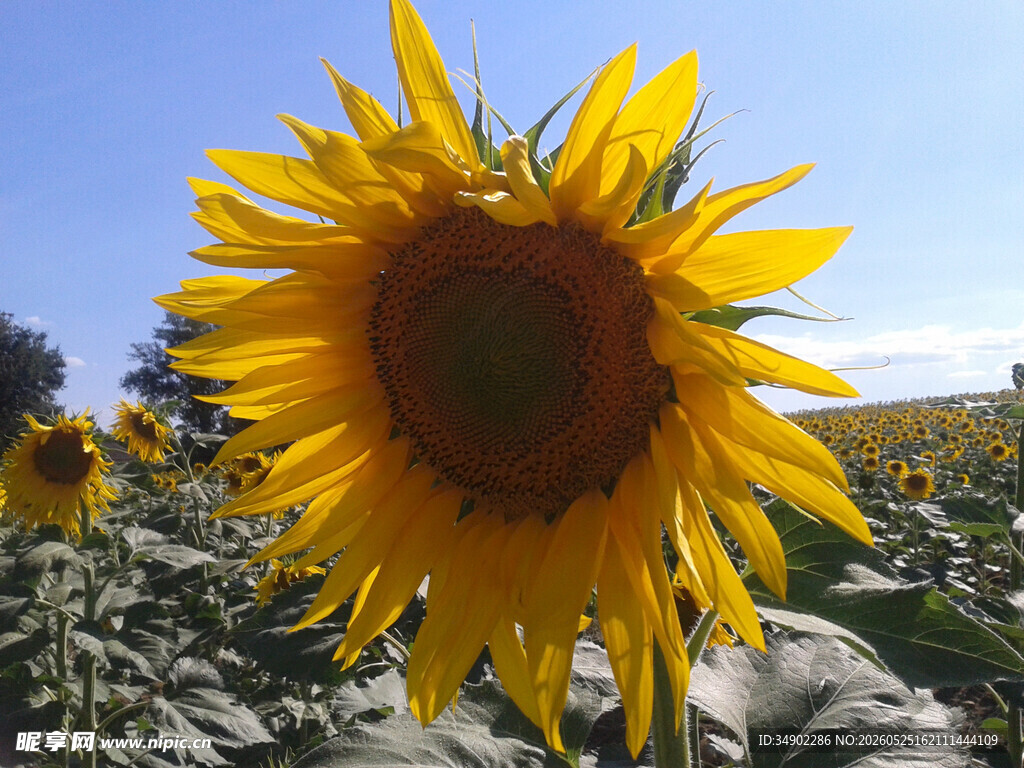 向日葵花田中的灿烂花朵