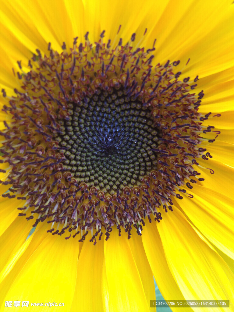 绽放的向日葵