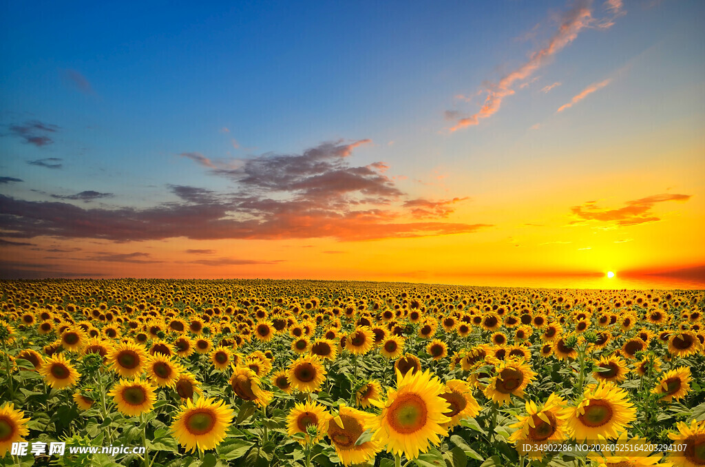夕阳下的向日葵花海