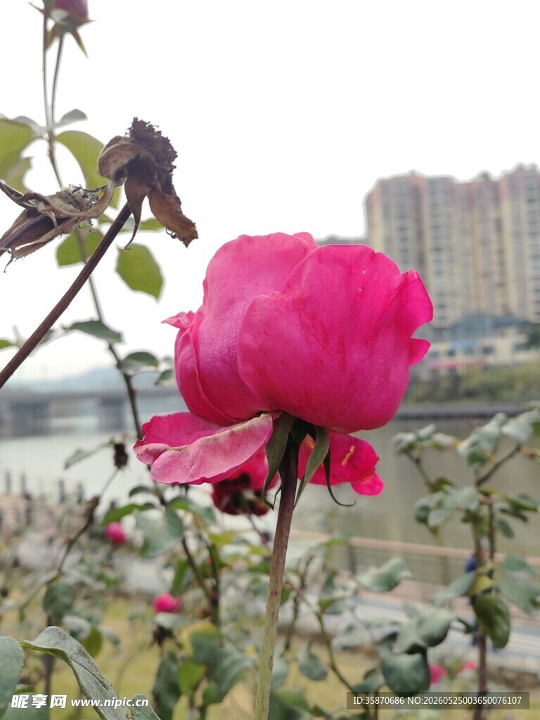 河畔绽放的娇艳粉色花朵