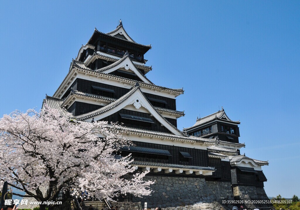 日本城堡旁绽放的樱花