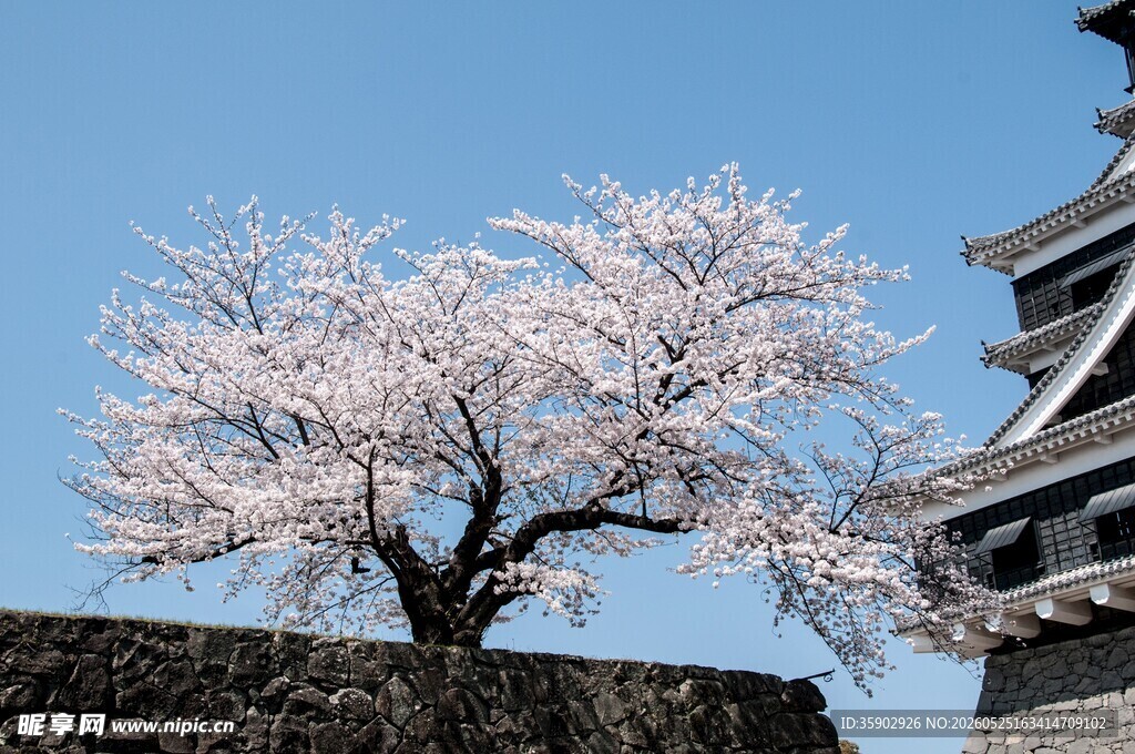 樱花伴古城