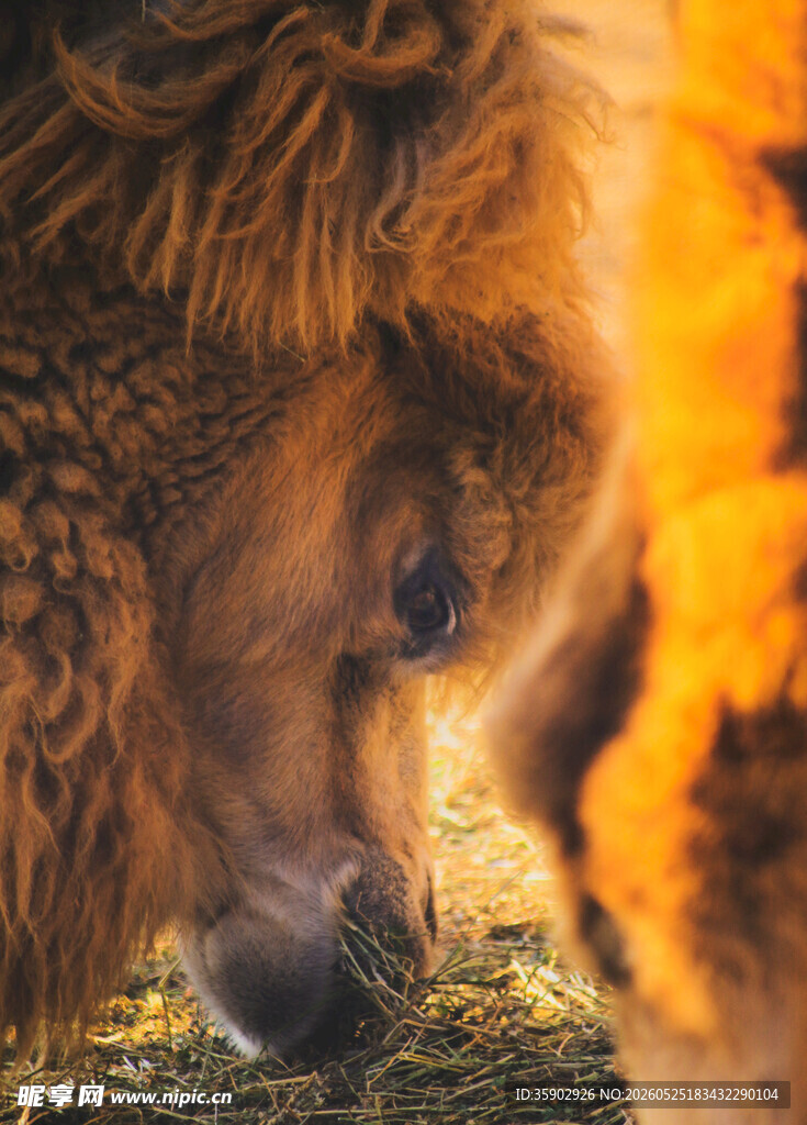 骆驼低头进食近景画面