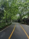 林荫下的静谧公路