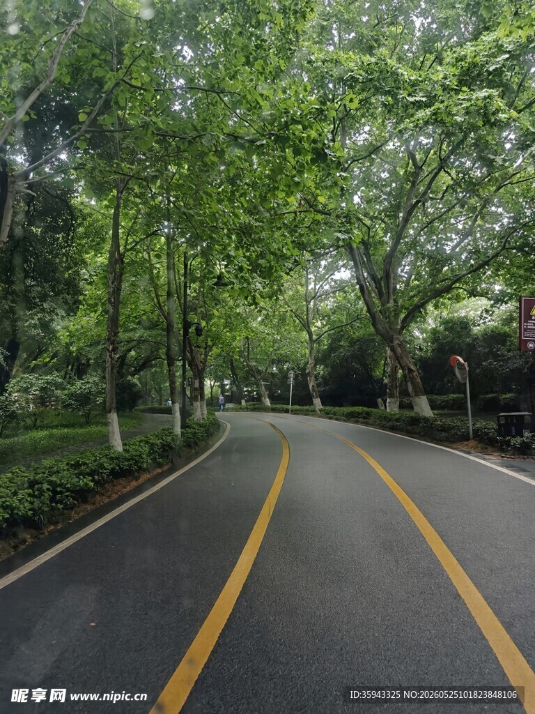 林荫下的静谧公路