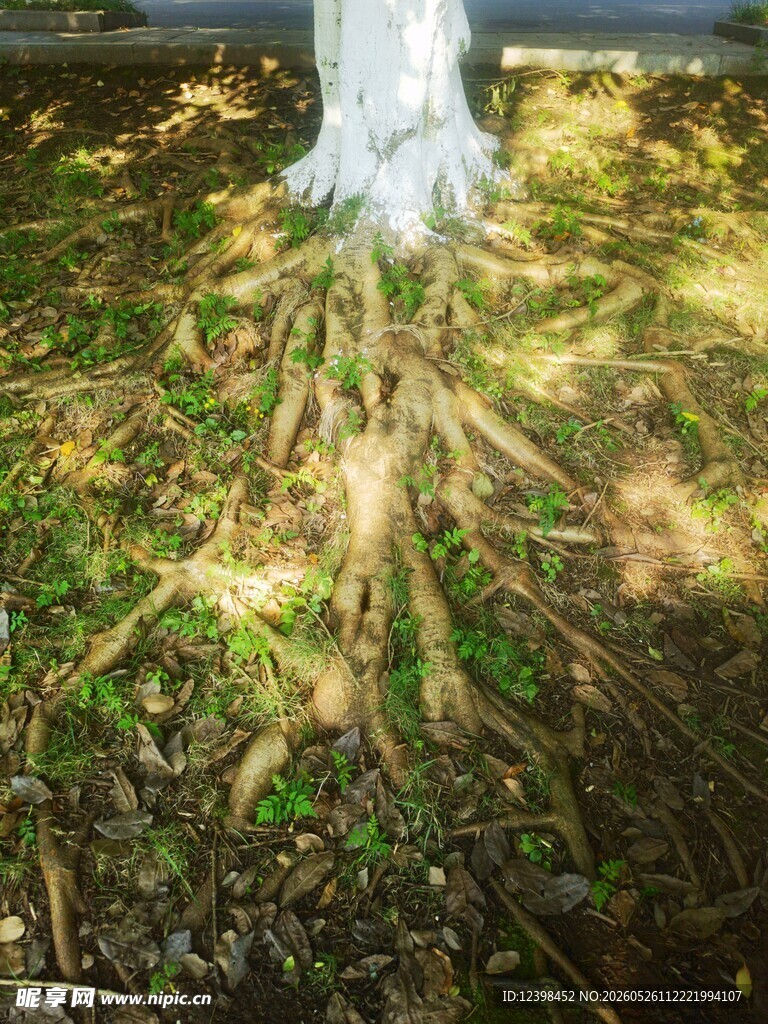 树下光影中的盘绕树根