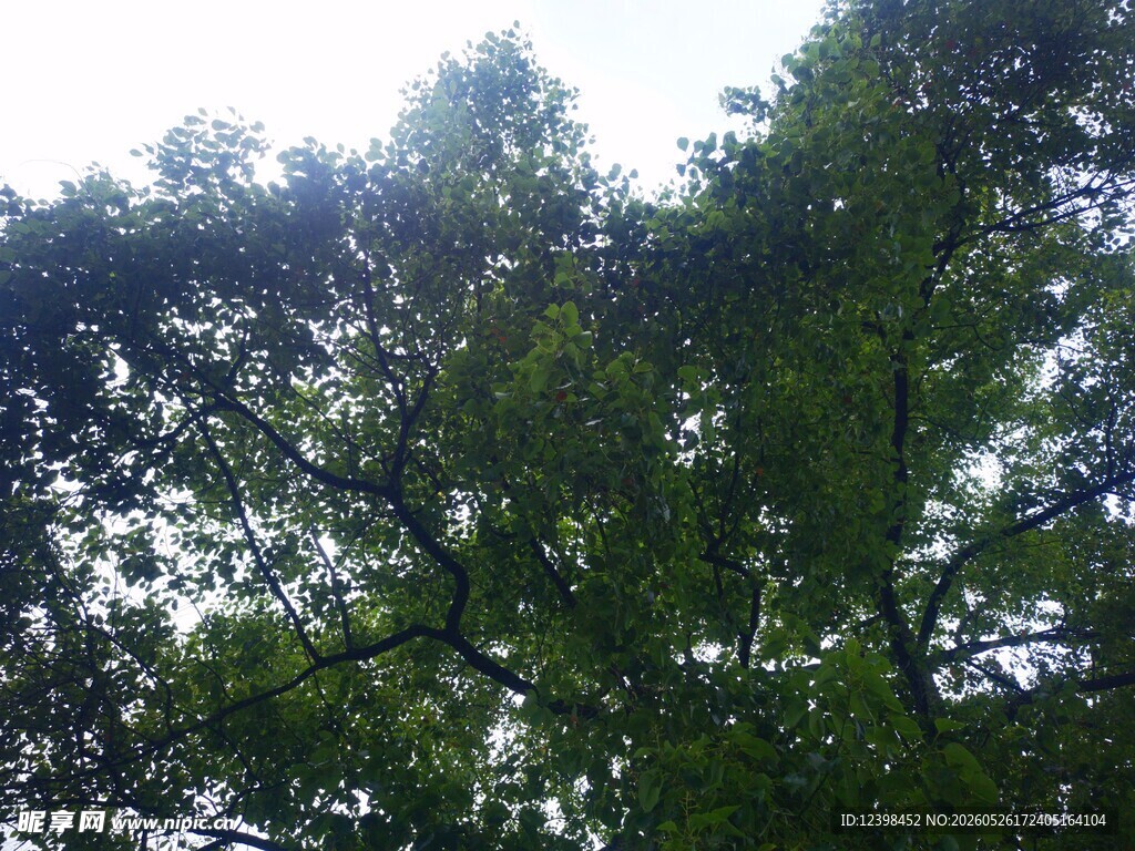 仰视繁茂绿树景观