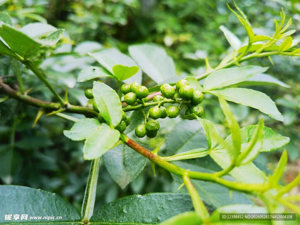 青花椒果实
