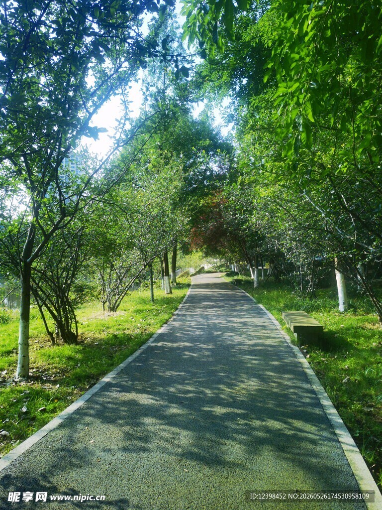 林间幽静小路