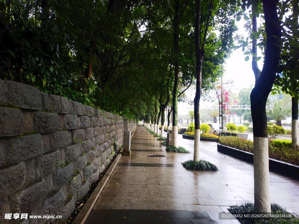 雨后林荫小道