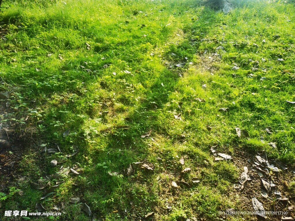 阳光下的翠绿草地小径