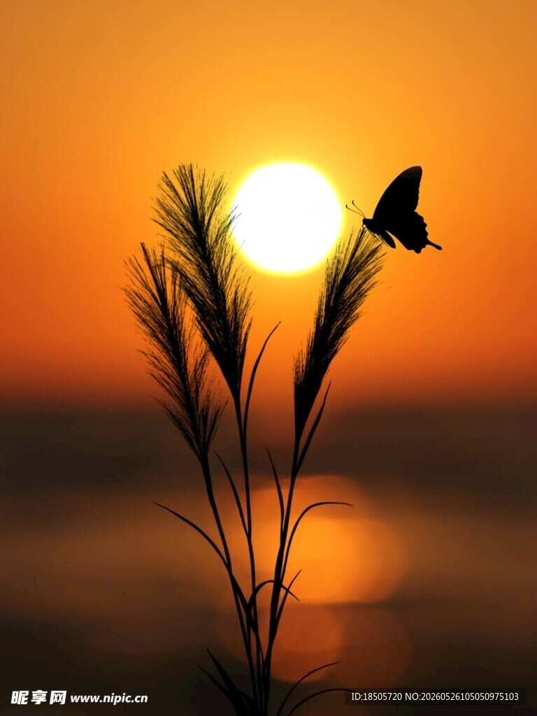 夕阳下蝴蝶停驻植物