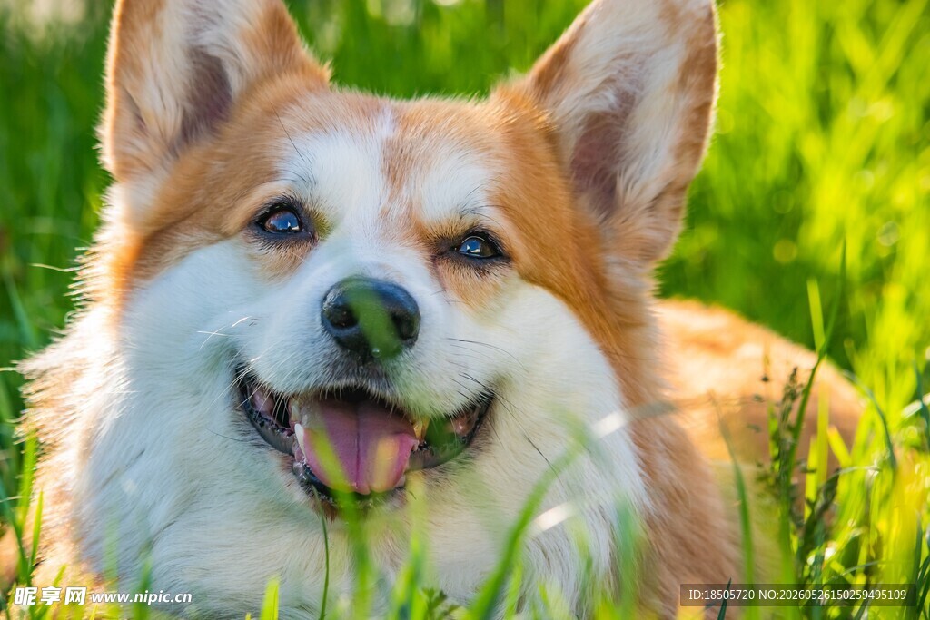 草地上的快乐柯基犬