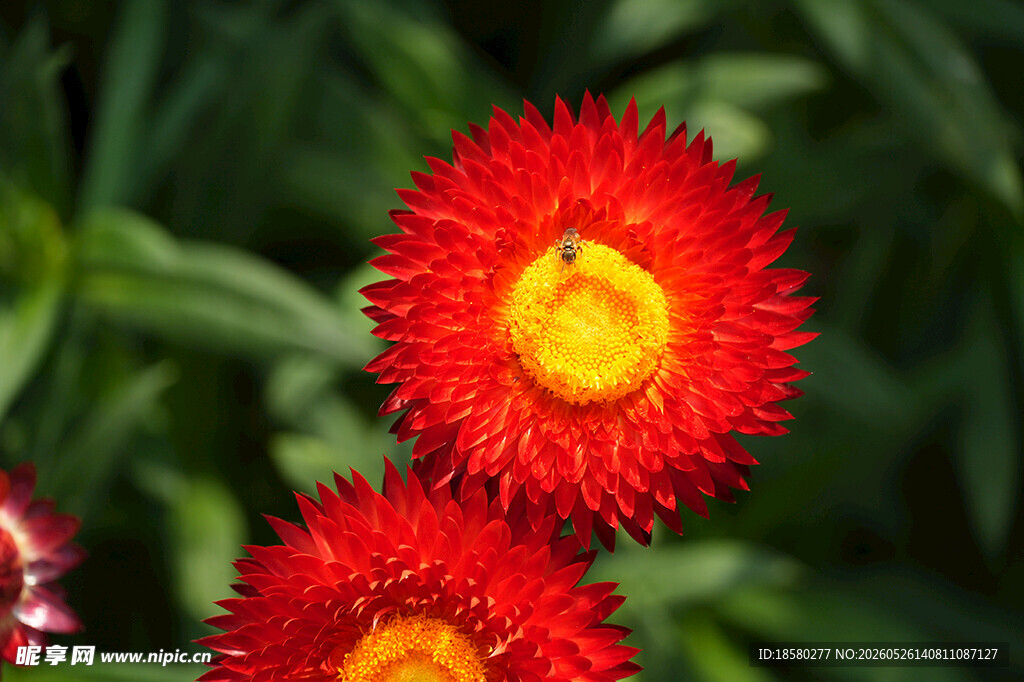 两朵鲜艳的红色花朵