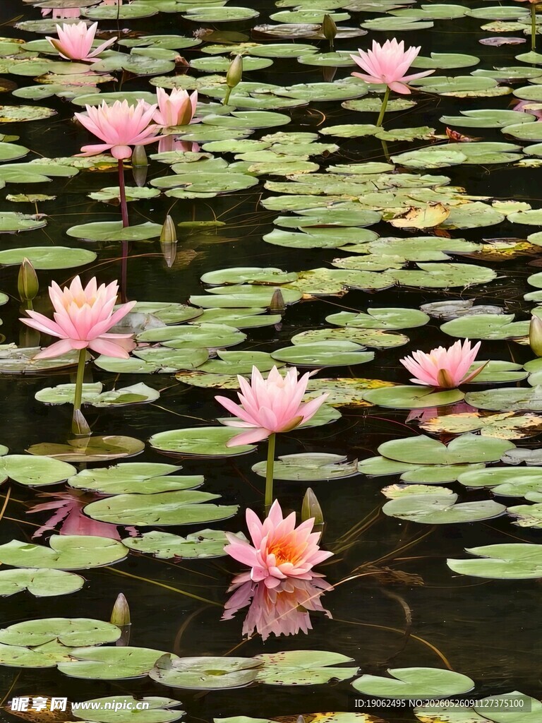 闵行体育公园睡莲