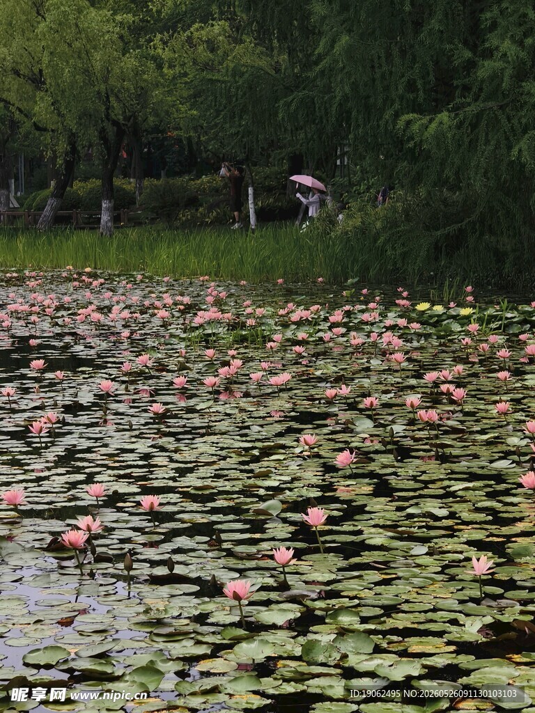 闵行体育公园睡莲池