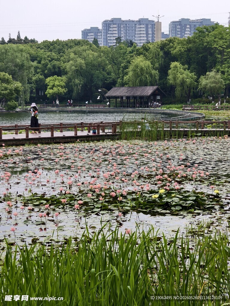 闵行体育公园睡莲池及水上栈道