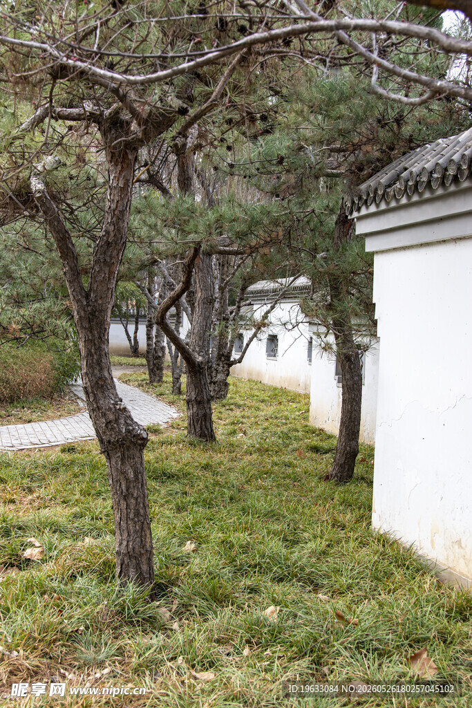 庭院边的树木与草地