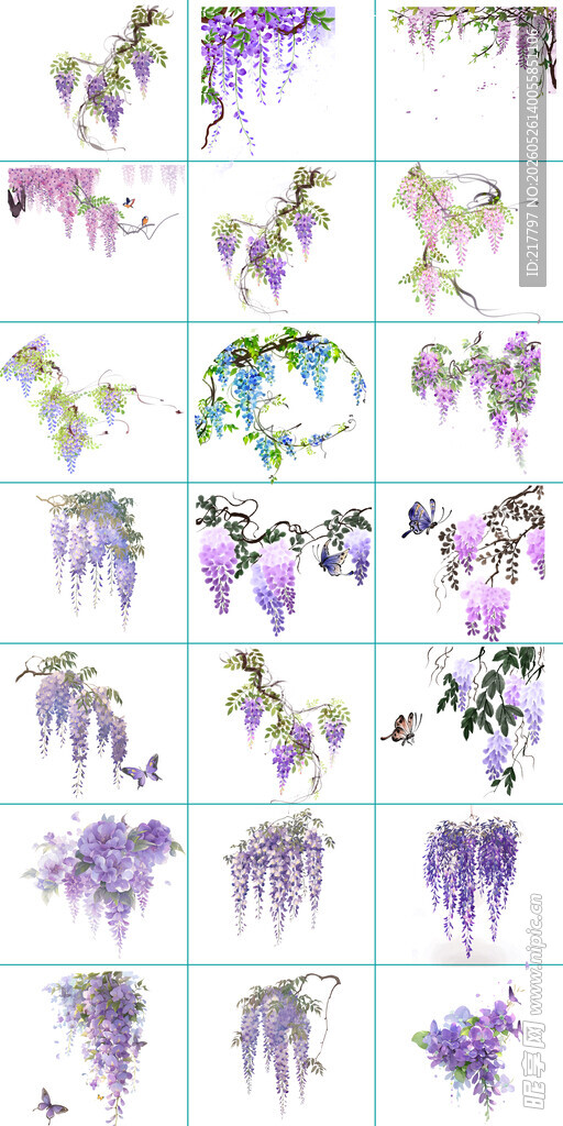 手绘紫藤花