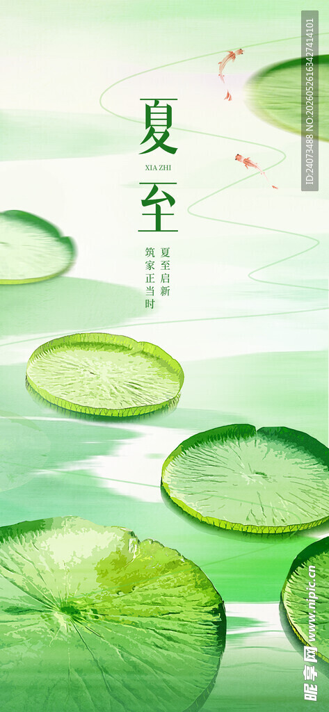 夏至节气荷叶清新画面