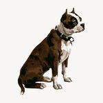 斗牛犬