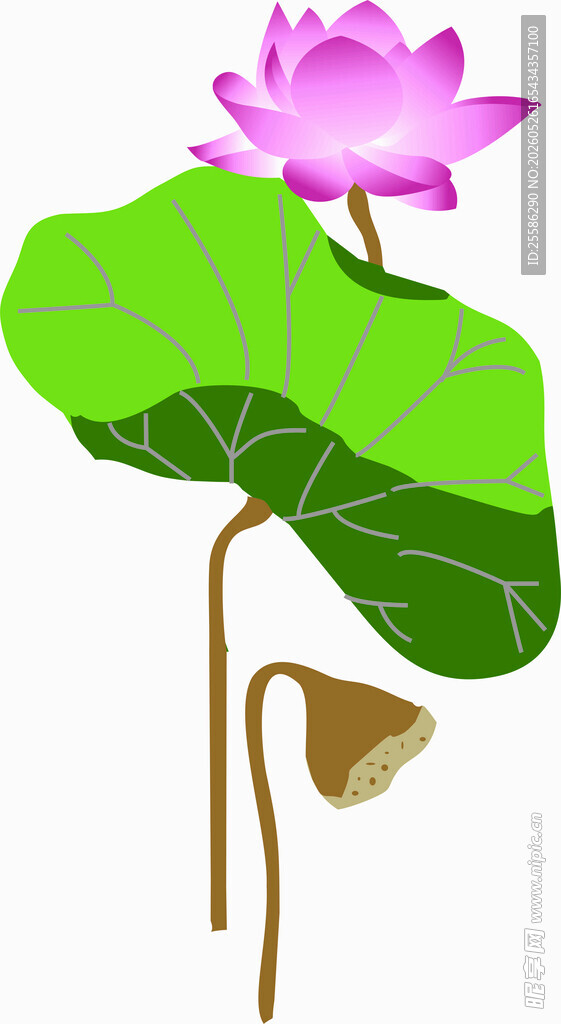 荷花手绘