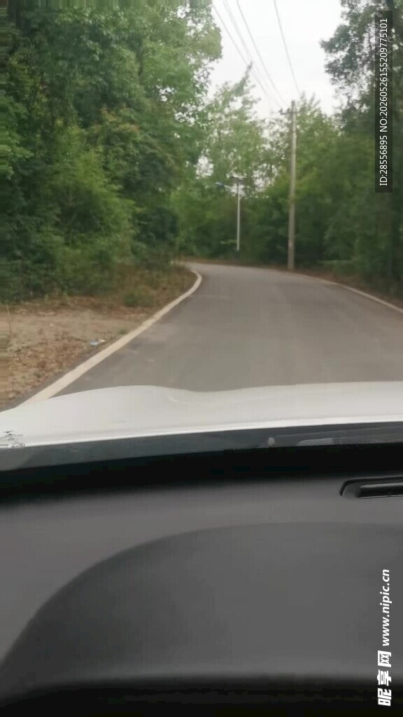 车内视角的林间道路