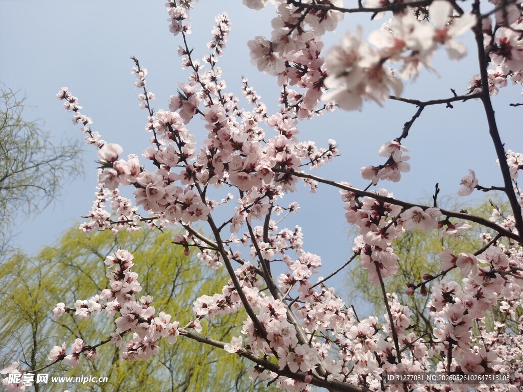桃花