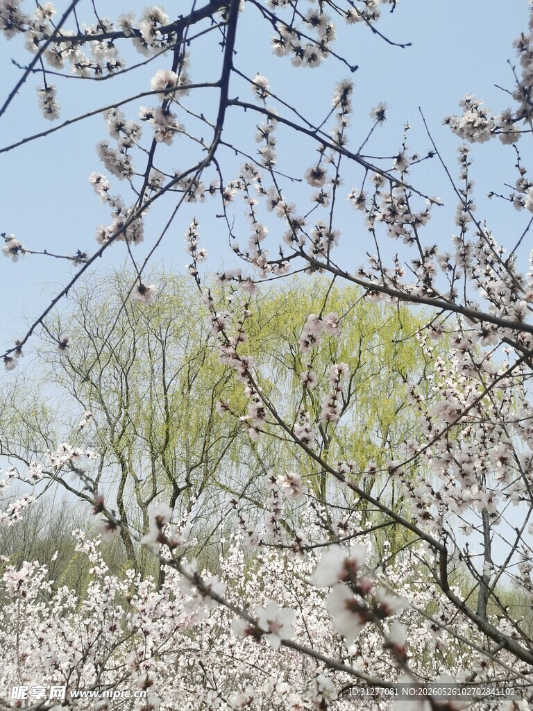 桃红柳绿