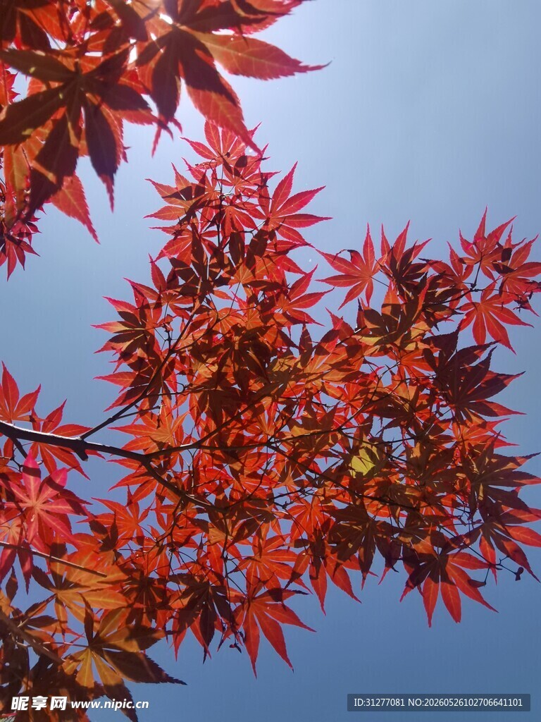 红枫