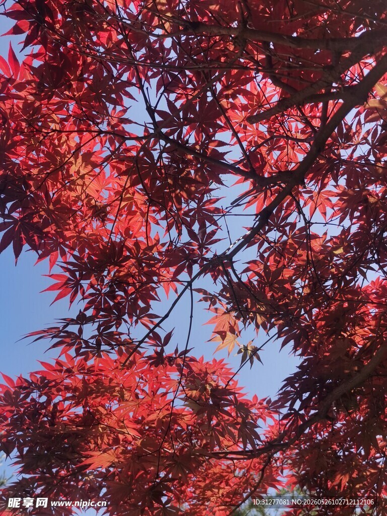 红色枫叶