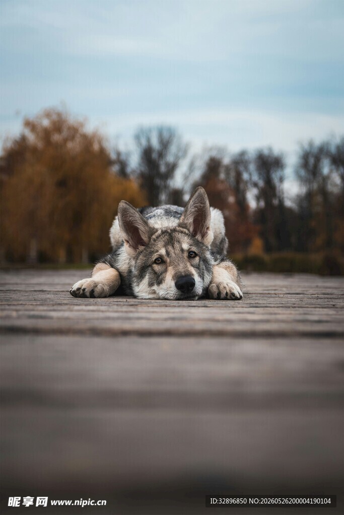 趴在木板上的可爱狗狗